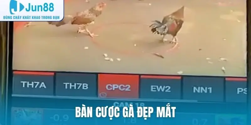 Bàn cược gà đẹp mắt
