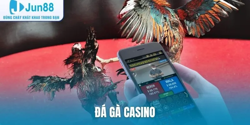 Đá gà Casino