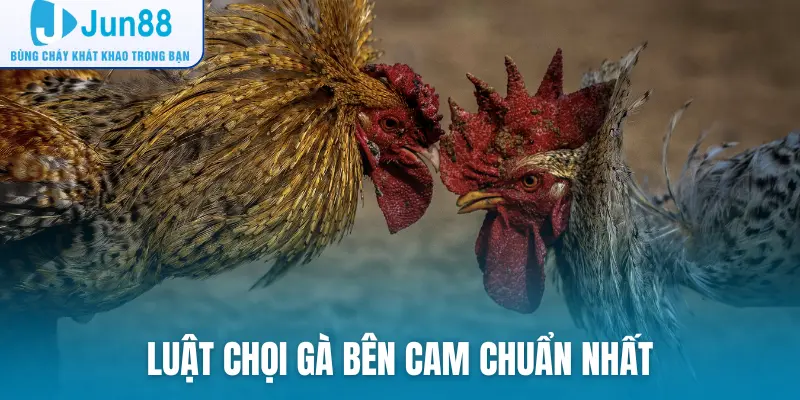 Luật chọi gà bên Cam chuẩn nhất
