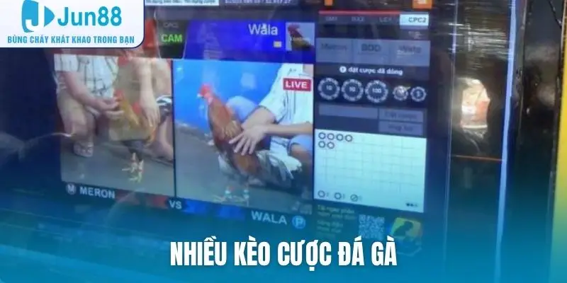 Nhiều kèo cược đá gà