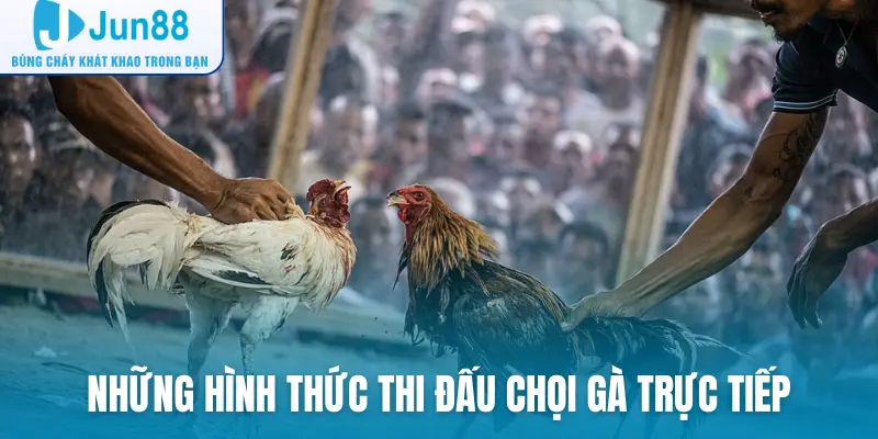 Những hình thức thi đấu chọi gà trực tiếp