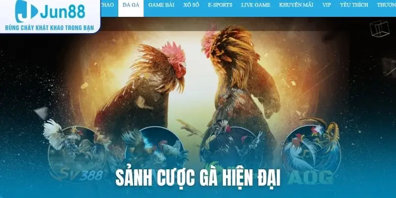 Sảnh cược gà hiện đại