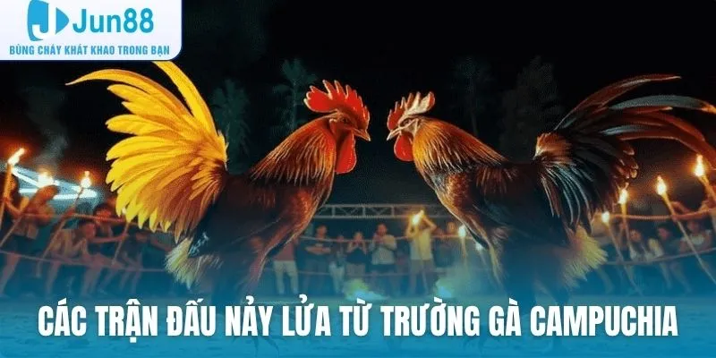 Theo dõi các trận đấu nảy lửa từ trường gà Campuchia
